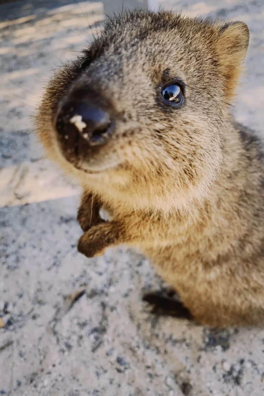 西澳大利亚珀斯有什么好玩的,西澳珀斯必去景点