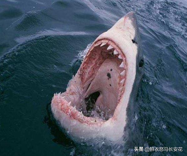 被割掉鱼翅的鲨鱼将会有什么下场,鲨鱼割完鱼翅放回海里还能活吗