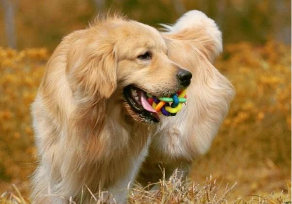 金毛好养吗爱乱跑吗,金毛的优点和缺点