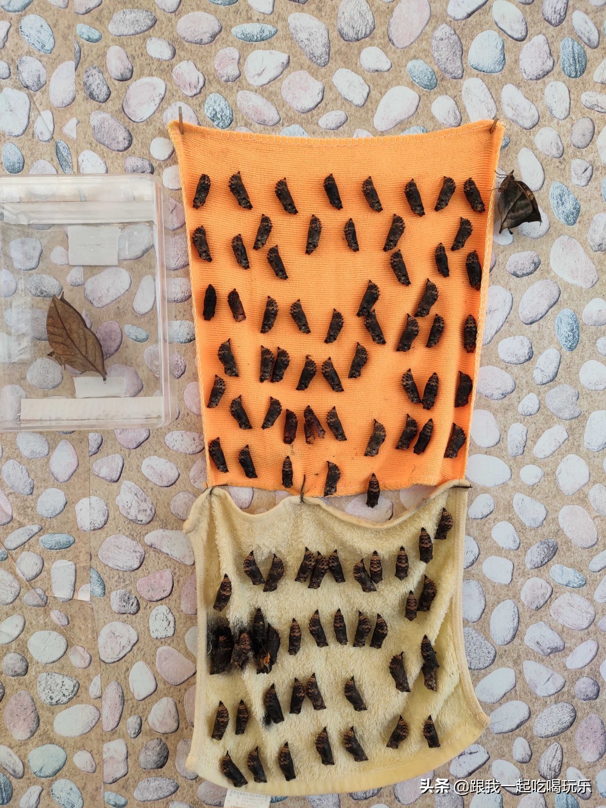 沈阳可以探险的地方,沈阳亲子游丛林探险