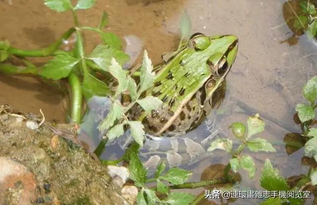 灭蚊最有效方法,环保又健康的防蚊灭蚊方法