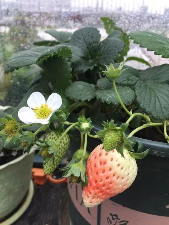 吊篮草莓采摘园,草莓盆栽吊兰