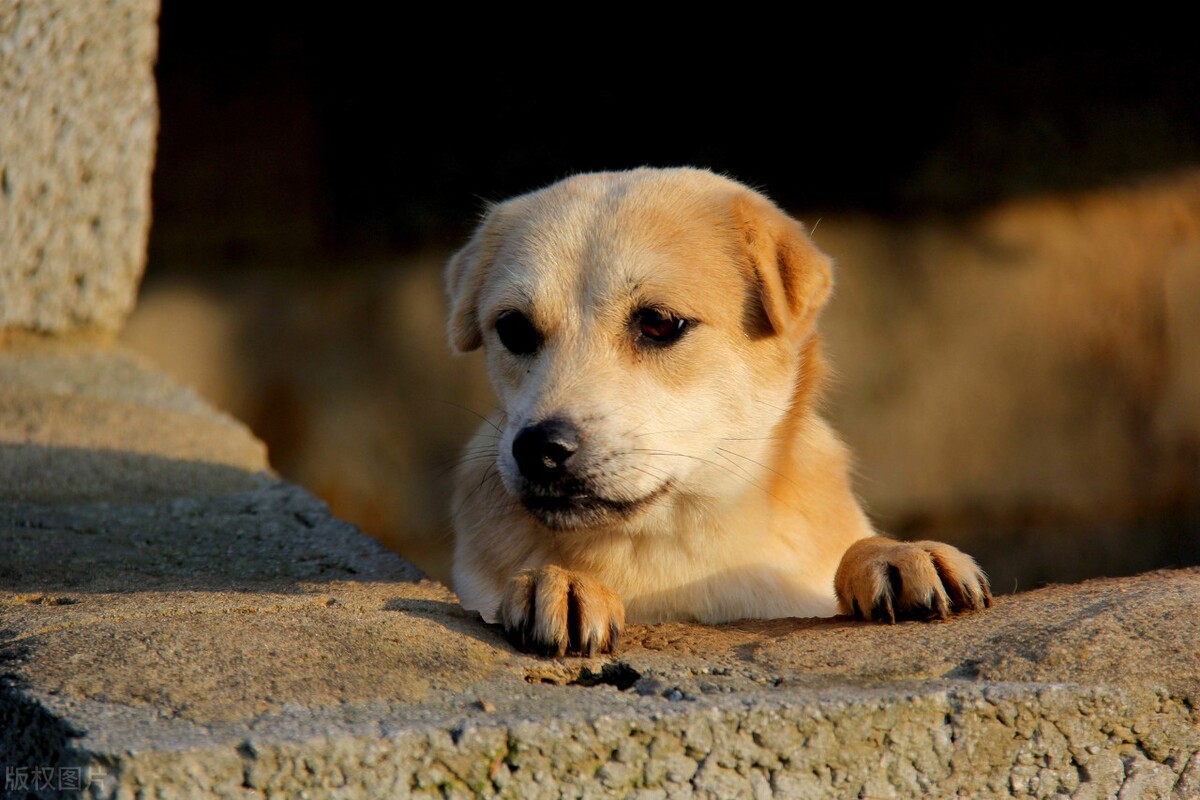 怎么喂狗狗吃药，喂狗狗吃药的3种有效方法