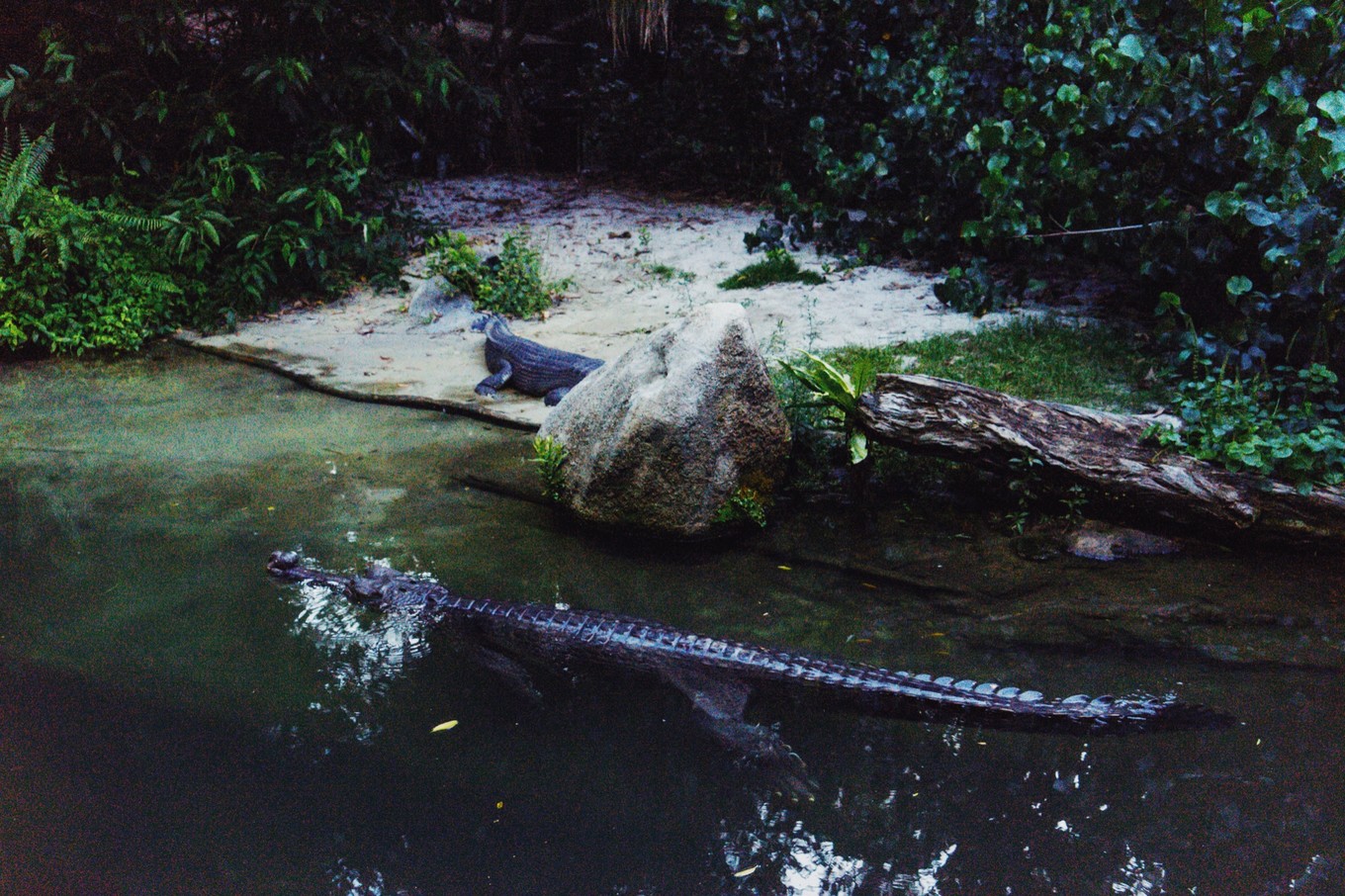 中国蝙蝠动物园,中国有蝙蝠的动物园