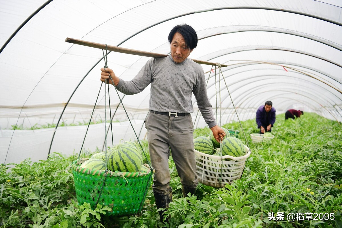 吃西瓜我是认真的更是专注的,吃瓜的最佳挑瓜方法