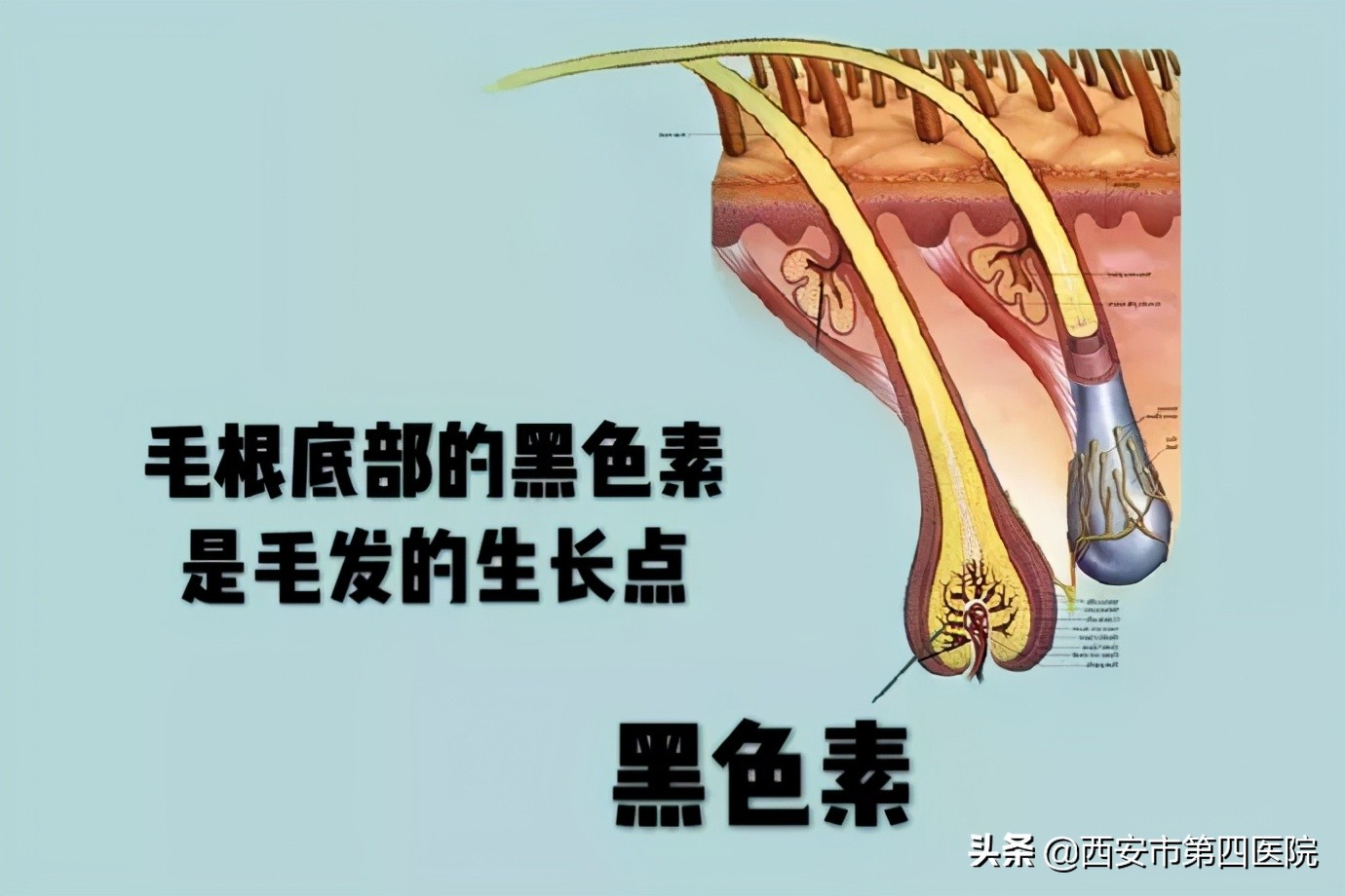 #安心变美课堂##我的安心变美推荐#夏日脱毛还也能美白！？