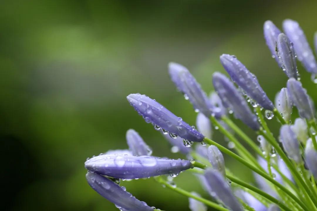 顾城最经典的九句诗歌,顾城的朦胧小诗十首