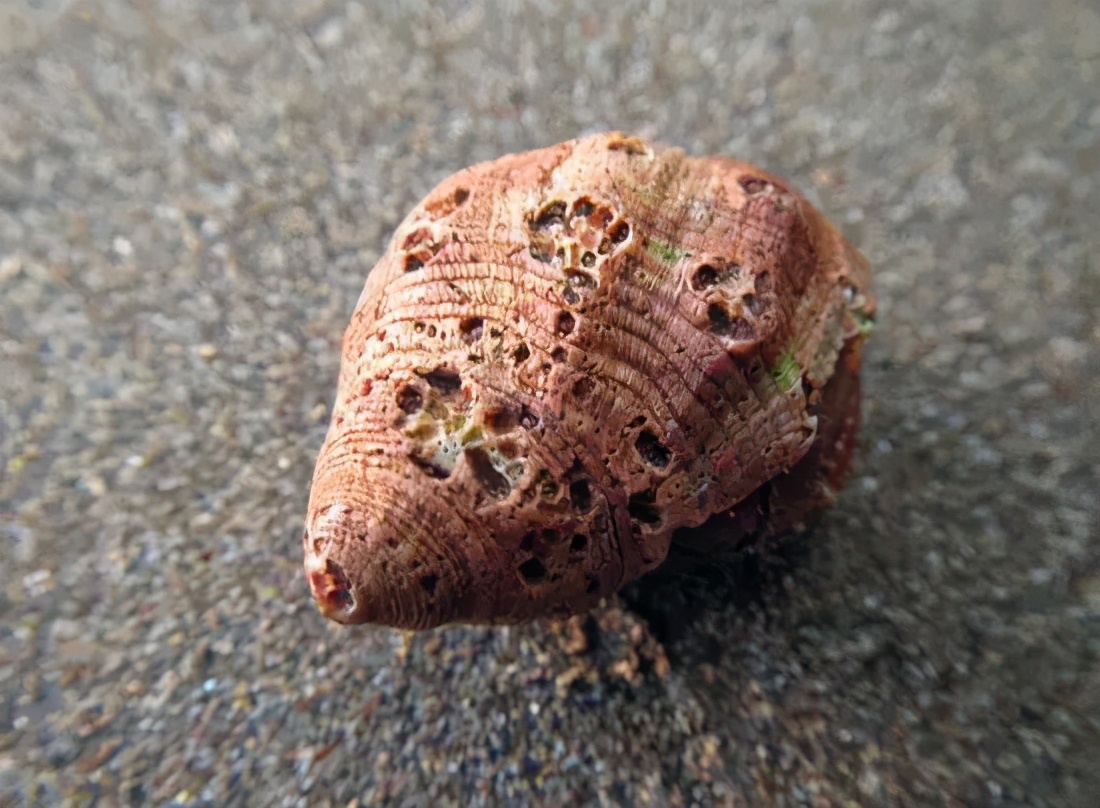 日本核废料对中国海鲜有影响吗,日本福岛核污水影响中国的海鲜吗