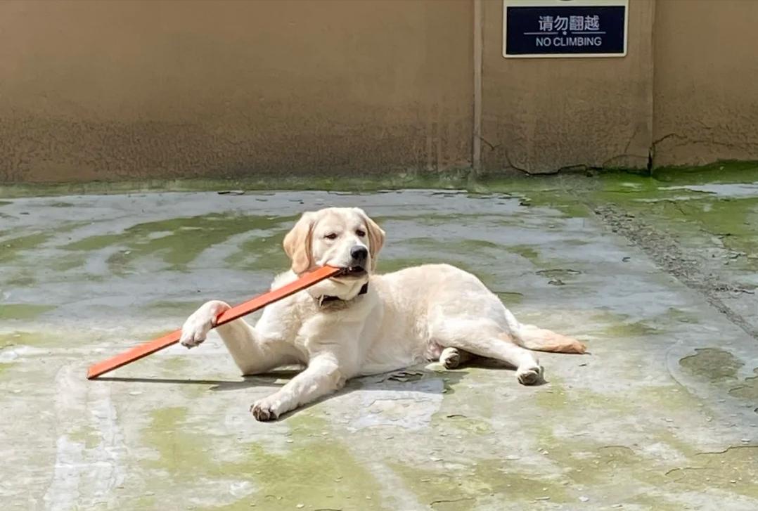 怎么养拉布拉多毛会好,怎么养拉布拉多的方法大全