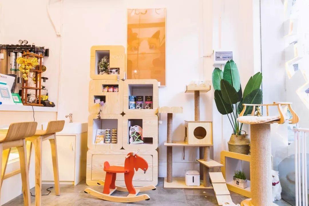 适合带猫咪下午茶好去处,佛山南海区猫咪推荐