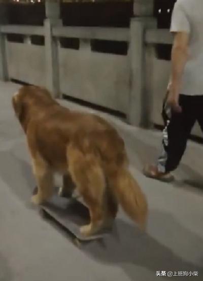 金毛玩滑板,金毛滑滑板