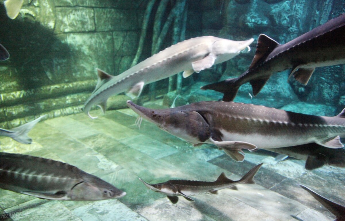三峡大坝修建后中华鲟怎么产卵,中华鲟能长多大有多少米