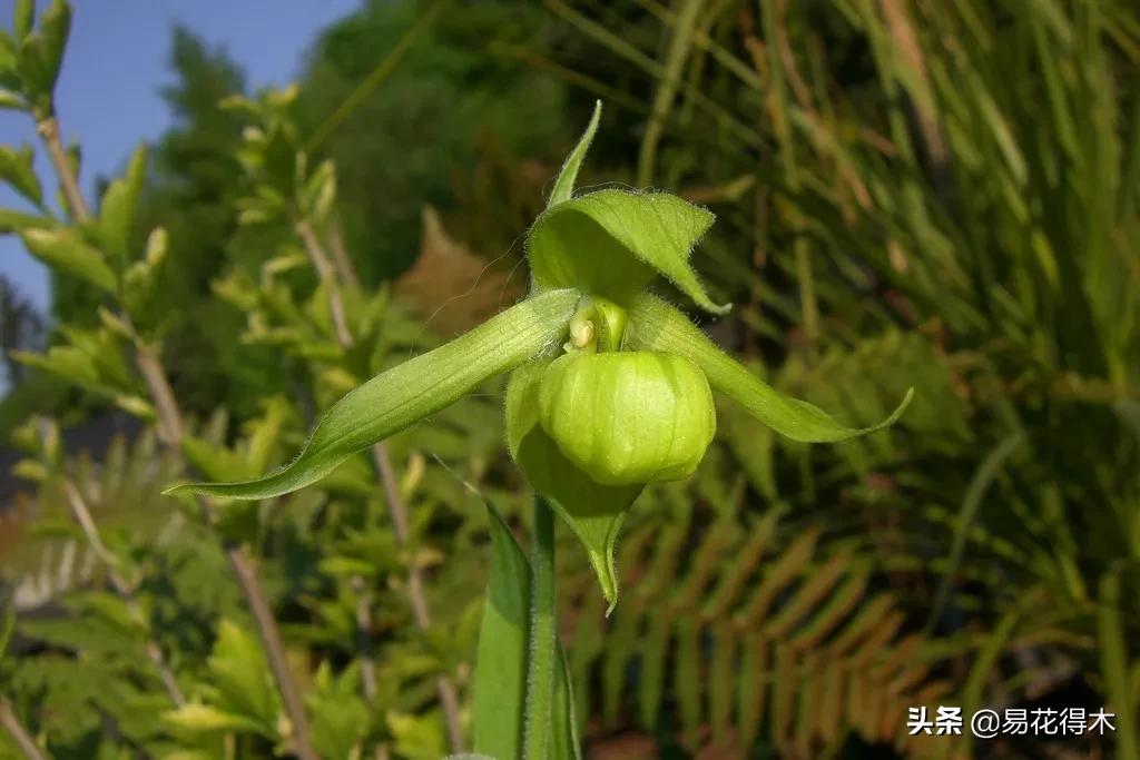 国家二级黄花杓兰,黄花杓兰与西藏杓兰