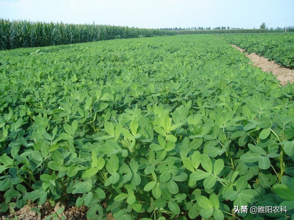 花生田决明子除草剂,大豆田杂草封闭除草剂