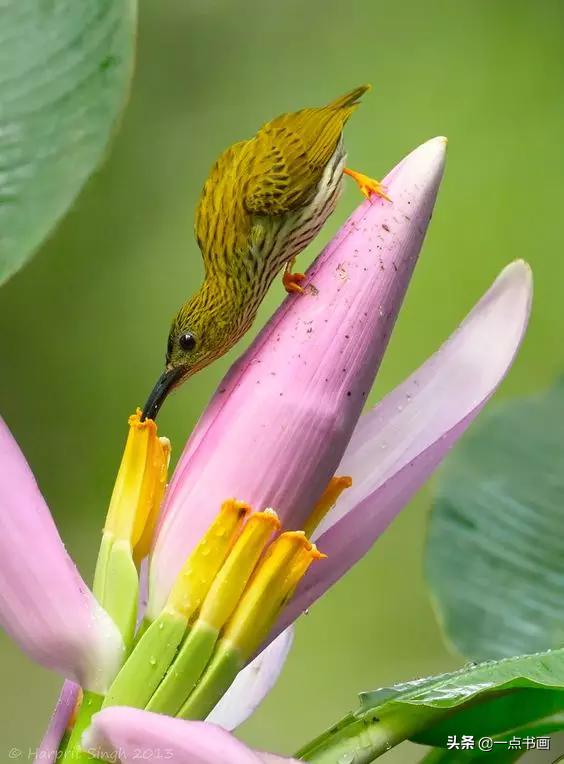 芭蕉叶画法教程,国画芭蕉画法视频