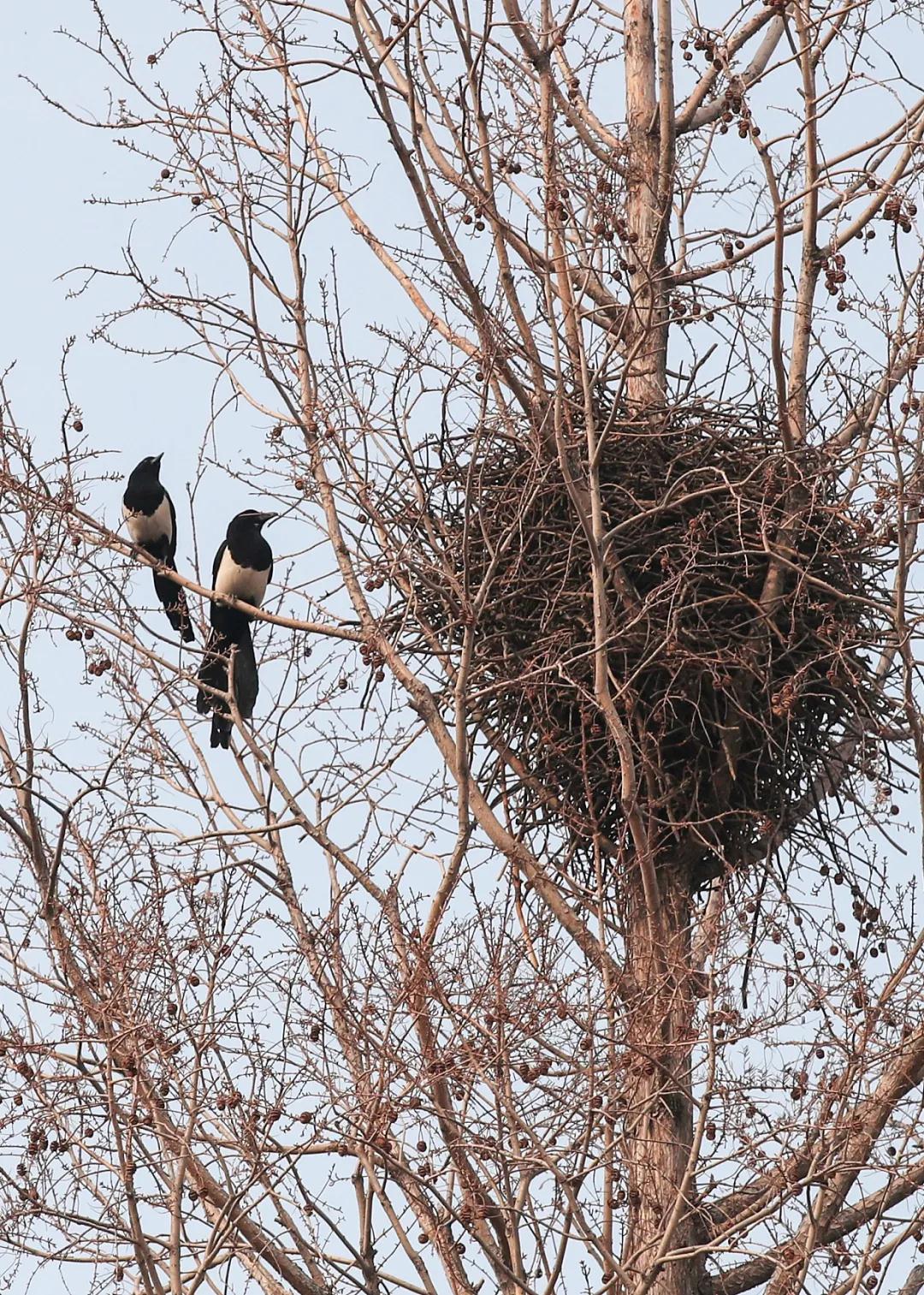 林草领域知识图谱,林草科普专业术语