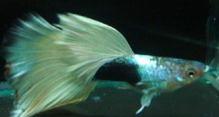 孔雀鱼不换水怎样防止烧尾,热带鱼孔雀为什么总死