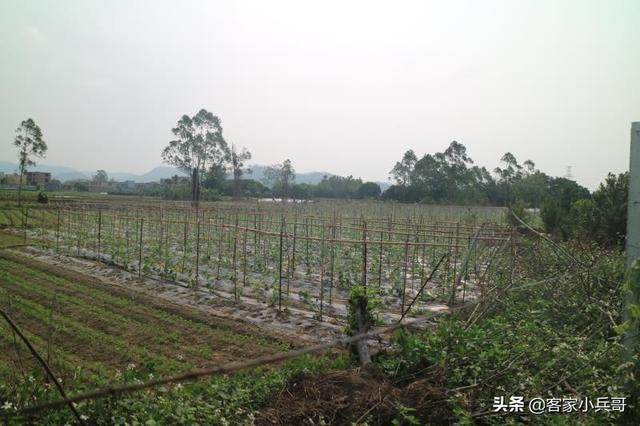 种植致富的先行者——记广西*白县博**亚山镇互卫村脱贫户刘陶生