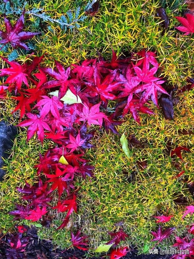 蔓越莓小知识,蔓越莓的秘密