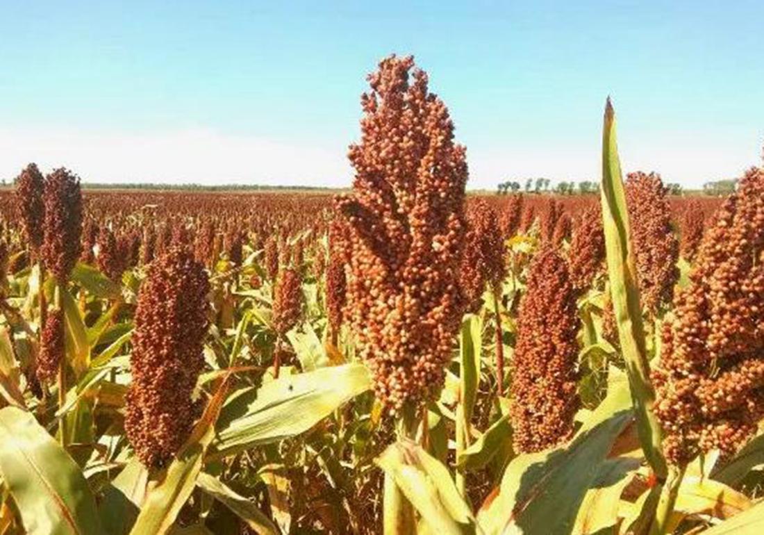 高粱的种植技术怎么种产量更高呢,高粱高产栽培技术收割时间