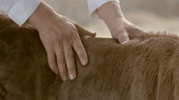 拿着手机种水稻；可比肩“和牛”的黑牛是这样养殖的→