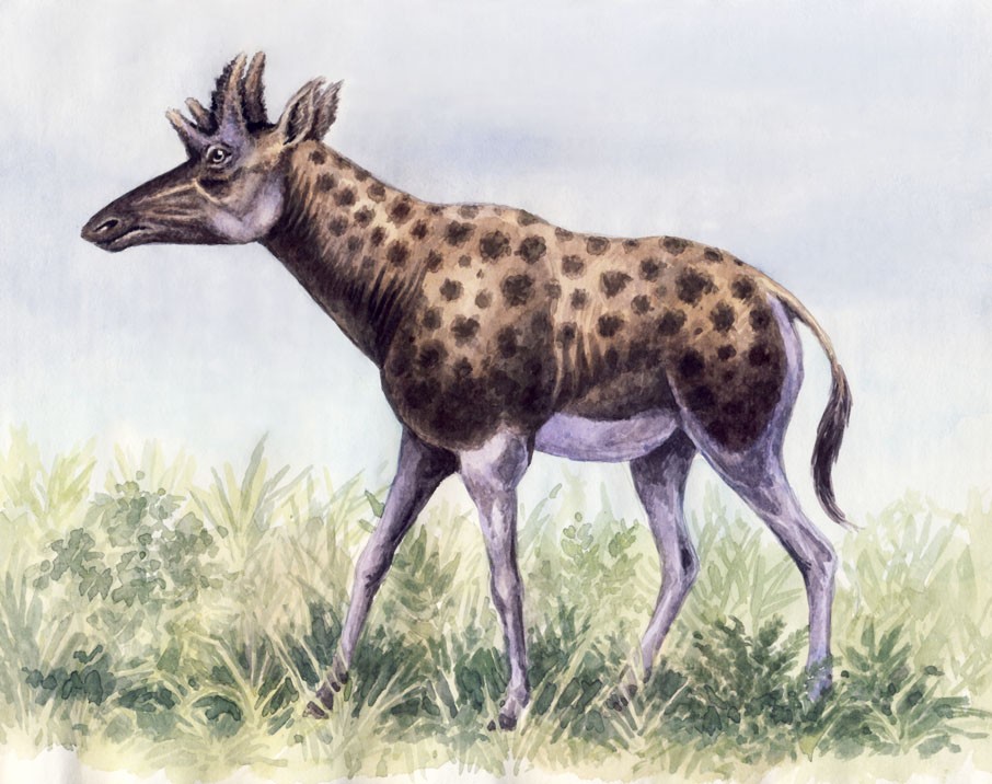 捕鸟树“杀鸟为乐”,忘记传播种子,被进化带偏的物种有多可怕?