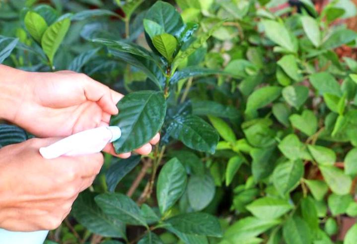 养花招了“红蜘蛛”，用水冲效果咋样？种花多别尝试，很容易泛滥