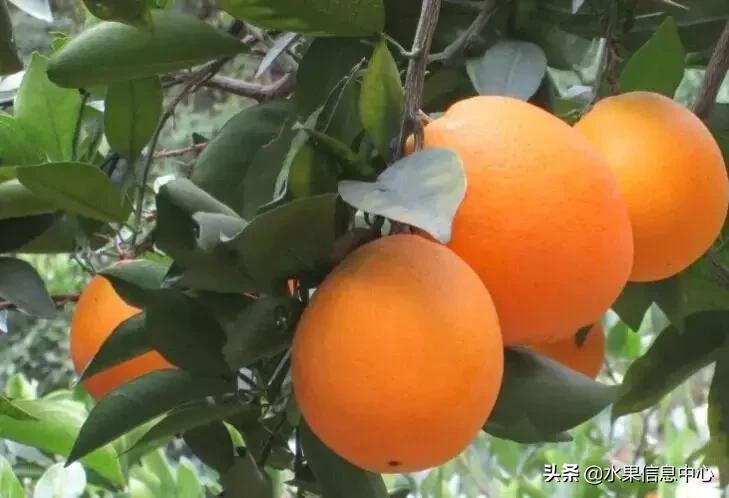 中国水果大全,中国水果大全图片和名字