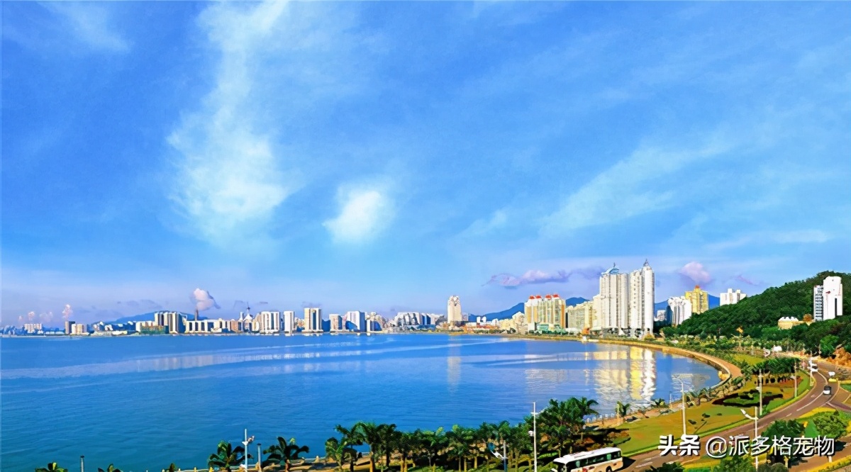 珠海斗门派多格宠物,派多格宠物珠海综合体