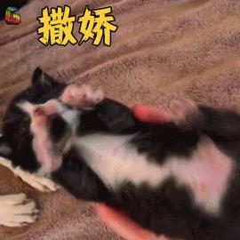 猫不吃罐罐怎么办,英短猫吃零食不吃主食咋办