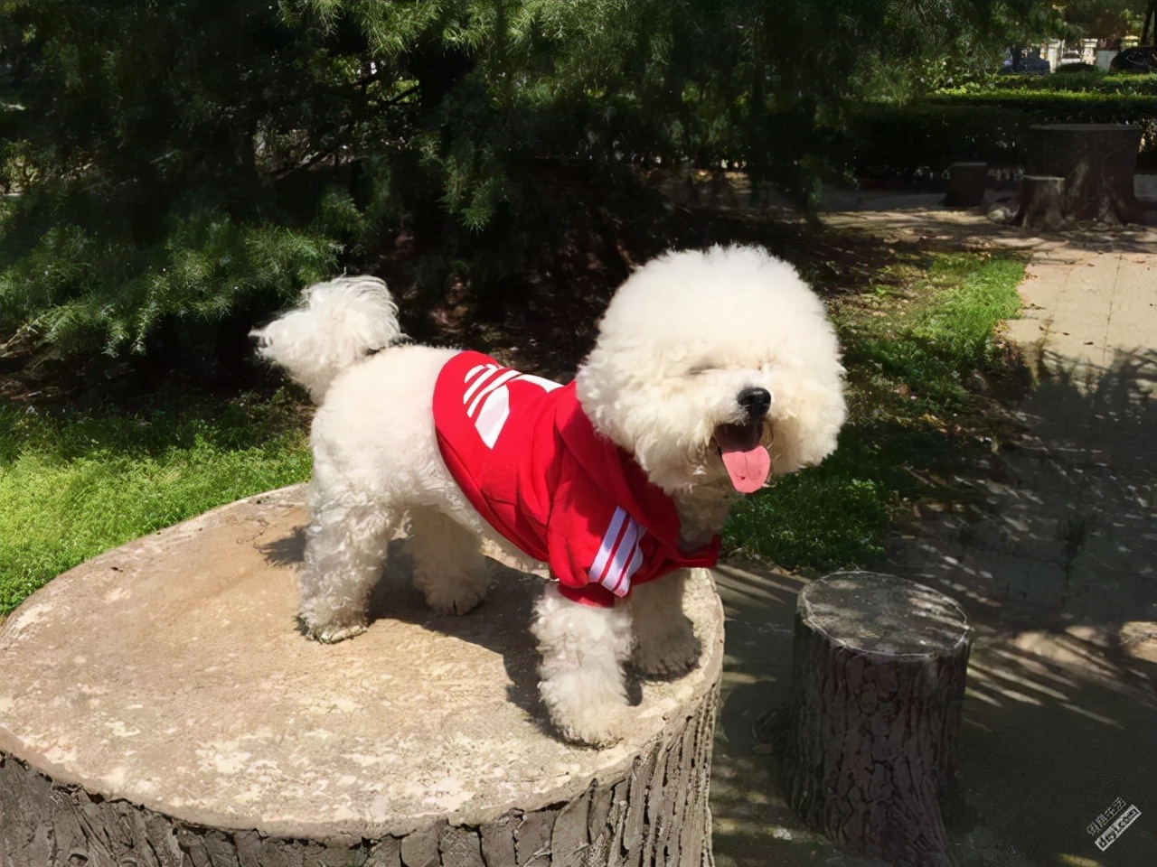 哪种狗最好养最聪明又便宜,宠物市场哪种狗最受欢迎