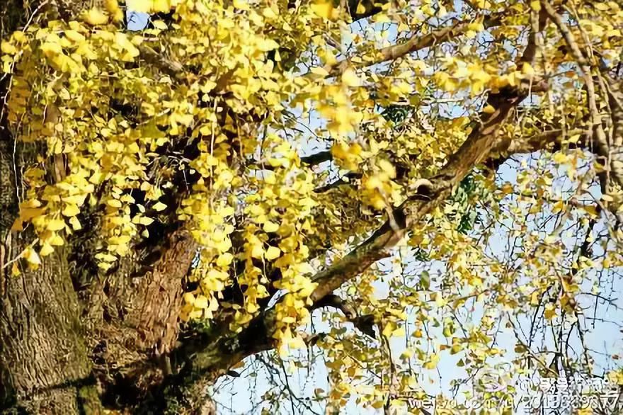 温州秋冬的银杏树确实美,温州最原生态银杏