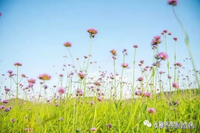 无锡哪里有看花海的景点,无锡秋季花海旅游景点
