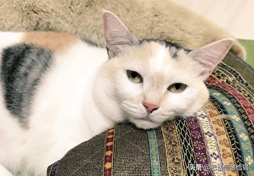 日本网红猫包,日本网红猫咪包