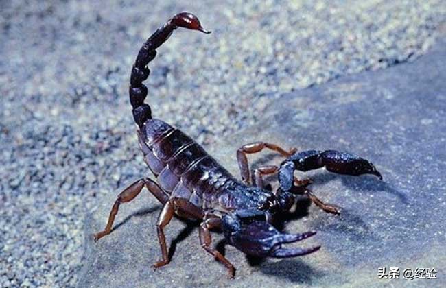 蝎子人工养殖直销,人工养殖的蝎子怎样做好吃