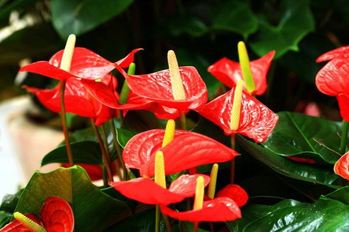 推荐又吸甲醛又好养的植物,哪些植物对猫咪无毒又能吸附甲醛