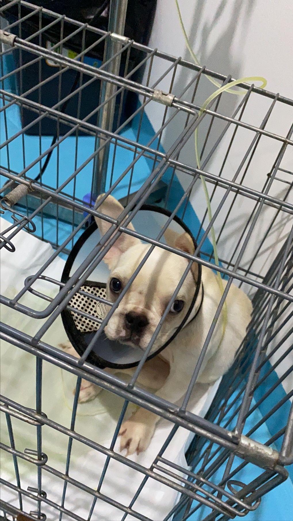 买只法斗小狗狗,买一只小法斗要多少钱