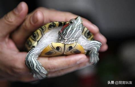 龟溺水后要干养吗,龟溺水救回来了还会死吗