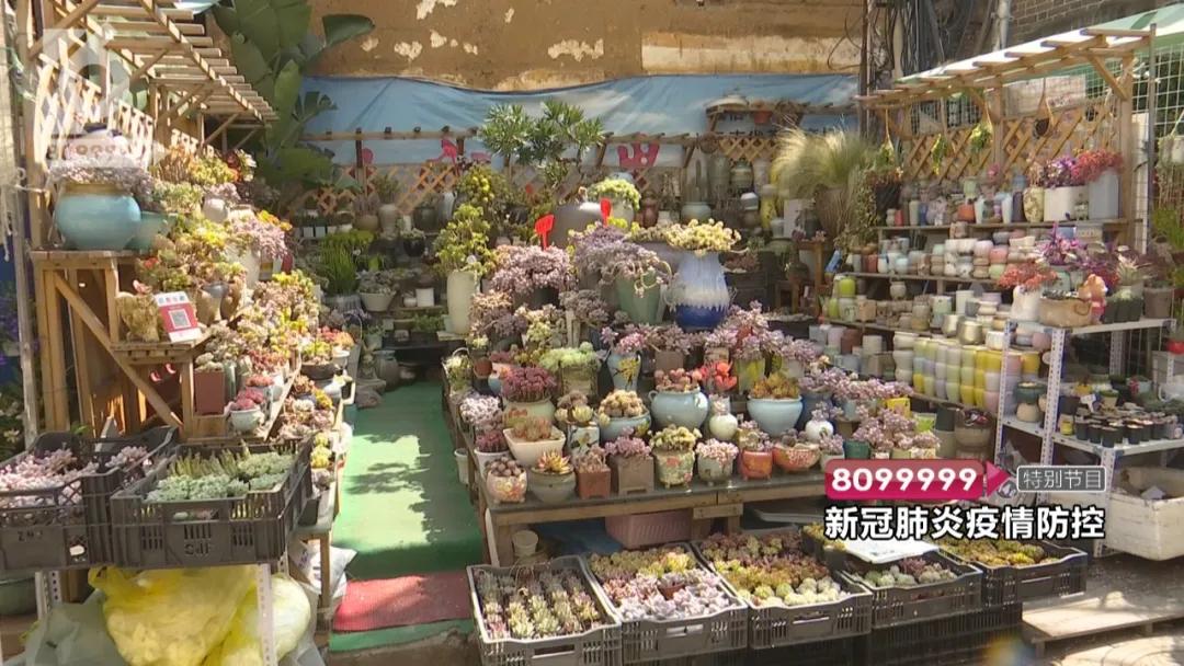 花鸟市场哪些不能买,花鸟市场现在还有吗