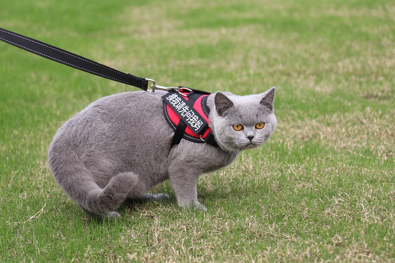 怎么分辨英短血统纯不纯,英短乳白怎么看纯不纯