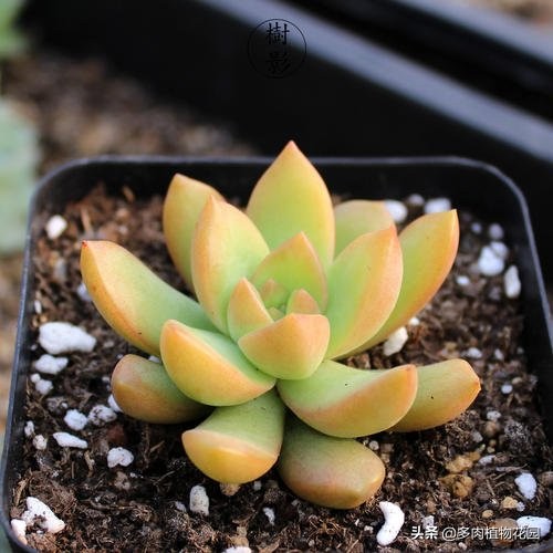 春天到了兰花怎么养,黄丽多肉的养殖方法