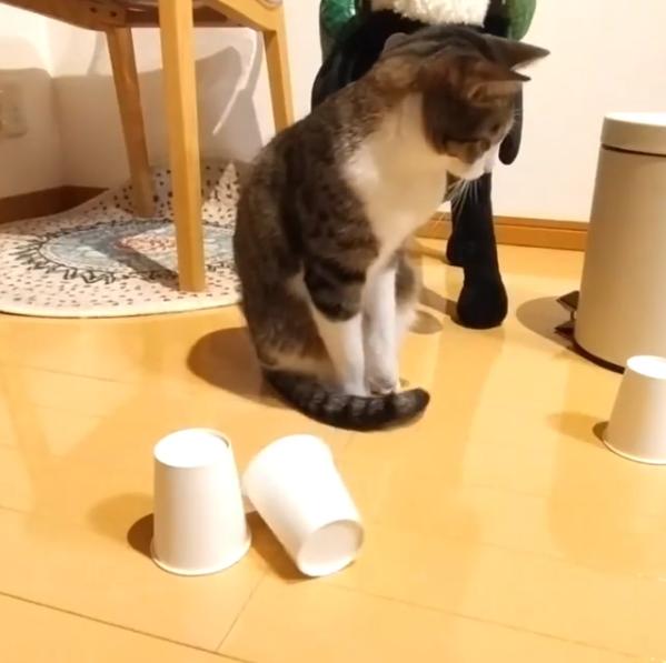 铲屎官和猫主子一起摇头,铲屎官一惊一乍吓猫咪一跳