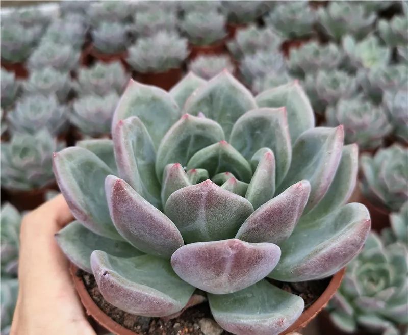 有暗纹的多肉有哪些,暗纹系多肉有哪些