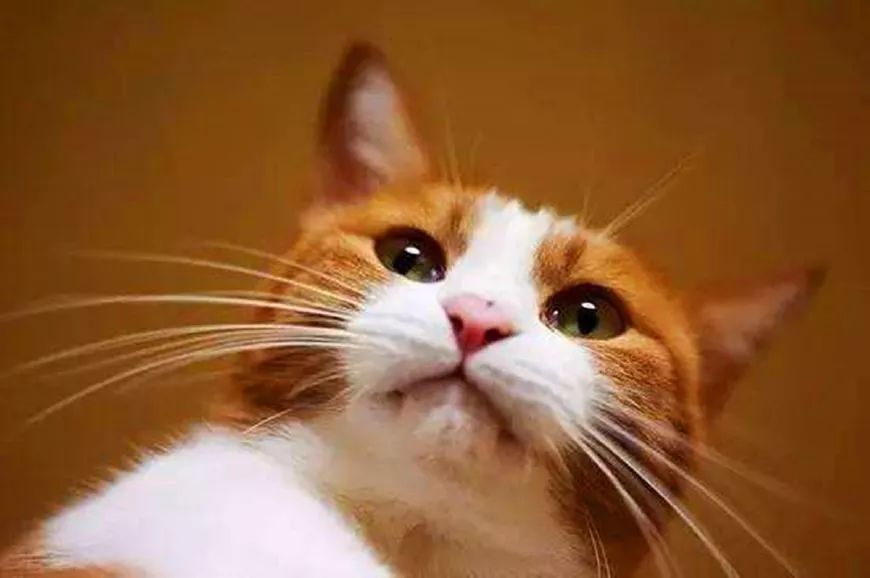 猫咪频繁掉胡子是怎么回事,猫咪频繁掉胡须是怎么回事