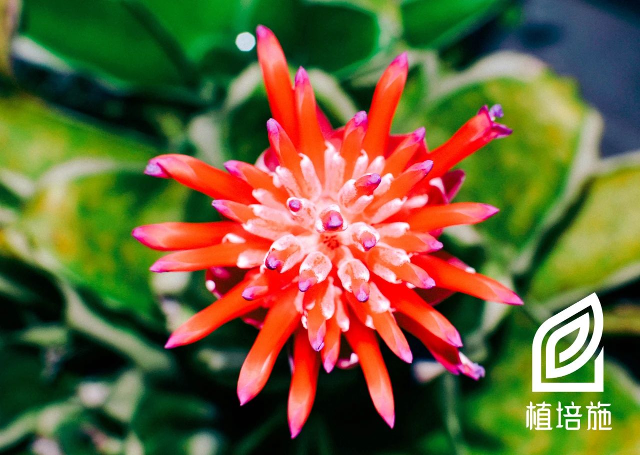 「植培施」水塔花Billbergiapyramidalis温室花卉栽培手册