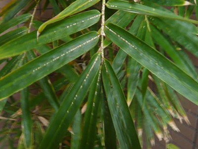 苔藓米竹叶子发黄干枯怎么办,盆景竹子叶尖发黄什么原因