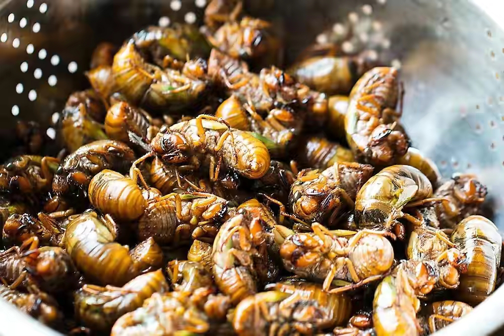 金蝉到底能吃不,金蝉为什么不能再吃