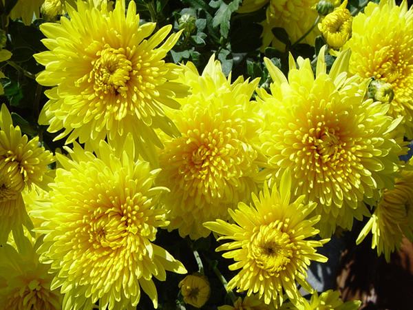 推荐又吸甲醛又好养的植物,哪些植物对猫咪无毒又能吸附甲醛