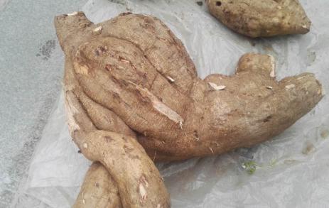 北有人参南有葛根,南有葛根北有人参的功效