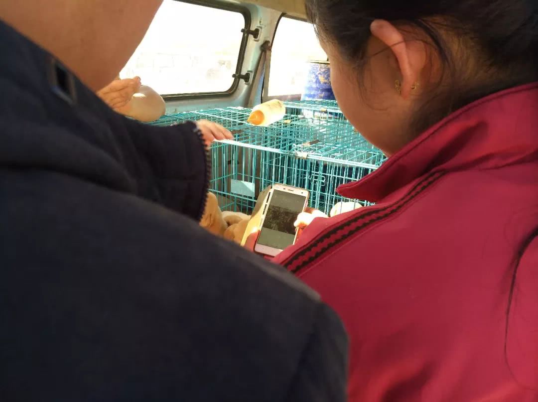 狗市多少钱一只拉布拉多,拉布拉多在狗市卖多少钱一只